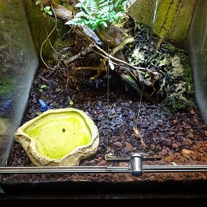 Skansen-Akvariet - Poison dart frog exhibit #2