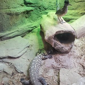 Staten Island Zoo (2022) - Roadrunner & Beaded Lizard