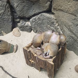 Staten Island Zoo (2022) - Cairo Spiny Mice