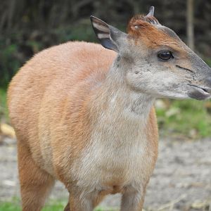 [2017] Red duiker