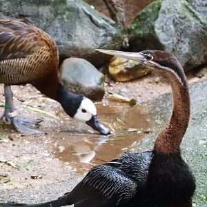 [2017] African darter and white-faced whistling duck