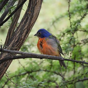 [2017] Painted bunting