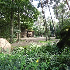 [2017] Asian elephant enclosure