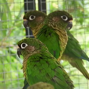 [2017] Maroon-bellied conure