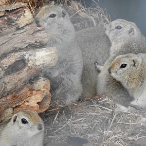 [2017] Richardson's ground squirrels