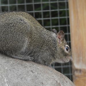 [2017] Pére Davids rock squirrel