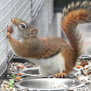 [2017] North American red squirrel