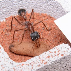 Black-headed bulldog ant (Myrmecia nigriceps)