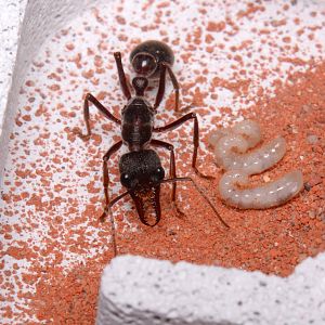 Giant brown bulldog ant (Myrmecia pyriformis)