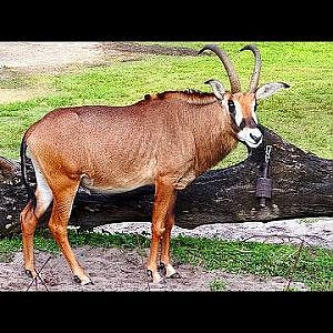 Disney World 2023 - Animal Kingdom Lodge (Daytime) - YouTube