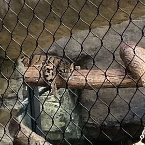 Ryker the Clouded Leopard