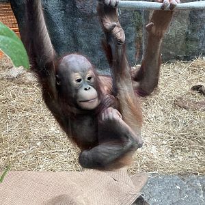 Zaki the Bornean Orangutan