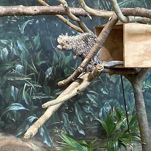 Prehensile Tailed Porcupine
