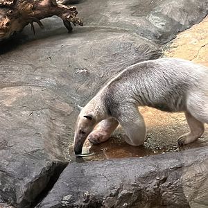 Manny the male Southern tamandua