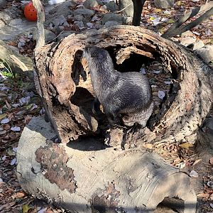 North American river otter