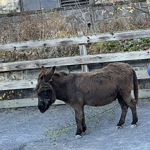 Pat the male miniature donkey