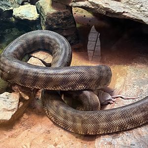 Black-headed python eating a mouse