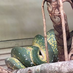 Green tree python