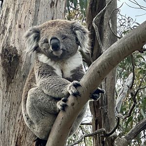 Southern koala (Koala Conservation Reserve, Phillip Island)