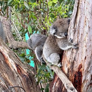 Southern koala (Koala Conservation Reserve, Phillip Island)