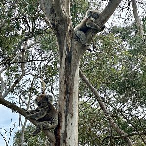 Southern koalas (Koala Conservation Reserve, Phillip Island)