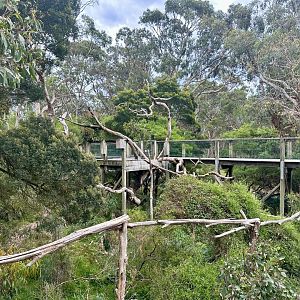 Koala Habitat (Koala Conservation Reserve, Phillip Island)