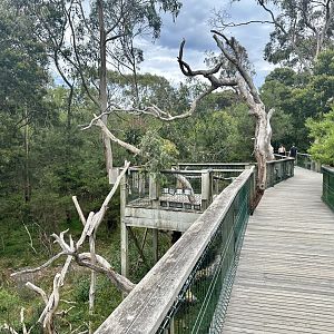 Boardwalk (Koala Conservation Reserve, Phillip Island)