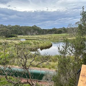 Wetlands (Koala Conservation Reserve, Phillip Island)