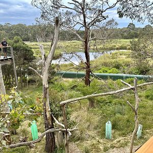 Koala Habitat (Koala Conservation Reserve, Phillip Island)