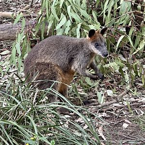Swamp wallaby (Koala Conservation Reserve, Phillip Island)