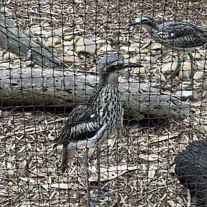 Male Bush stone-curlew (Koala Conservation Reserve, Phillip Island)