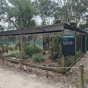 Female Bush stone-curlew aviary (Koala Conservation Reserve, Phillip Island)