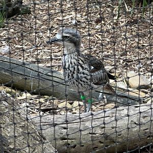 Male Bush stone-curlew (Koala Conservation Reserve, Phillip Island)