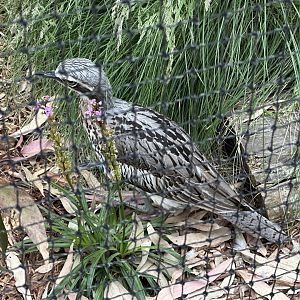 Female Bush stone-curlew (Koala Conservation Reserve, Phillip Island)