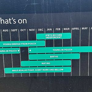 Koala Life Stages Sign (Koala Conservation Reserve, Phillip Island)