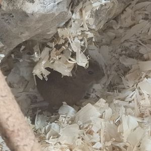 [2017] Northern bog lemming