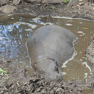 Pygmy Hippopotamus