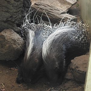 Cape Porcupine