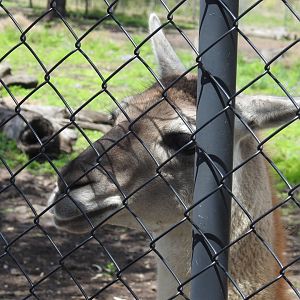 Guanaco/Llama hybrid