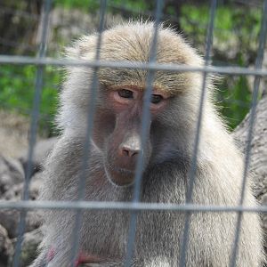 Hamadryas Baboon