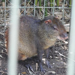 Red-Rumped Agouti
