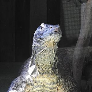 Komodo Dragon