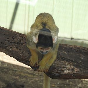 Black-Capped Squirrel-Monkey