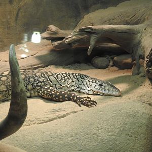 Perentie