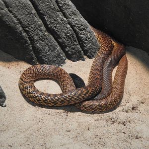 Western Brown-Snake
