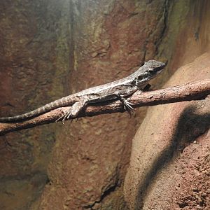 Centralian Tree-Dragon