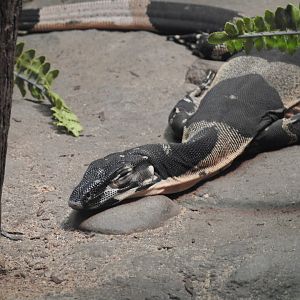 Lace Monitor (Bell's phase)