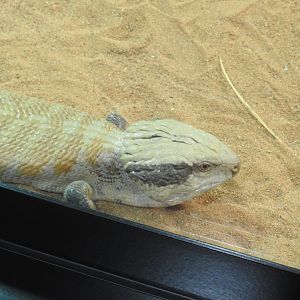 Centralian Blue-Tongue Skink
