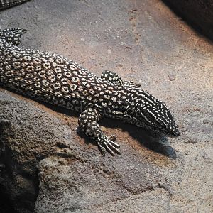 Spiny-Tailed Monitor