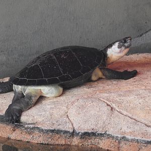 Northern Snapping-Turtle